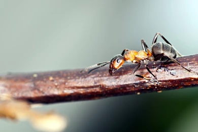 Ant branch nature macro photo hd wallpapers   Magic4Walls.com