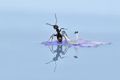 Big Black Ant Swim In Water On Flower Images