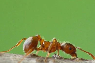 Download Wallpapers Ant (1366 X 768). Desktop Wallpapers And Photos