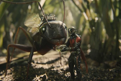 58 Ant Man HD Wallpapers