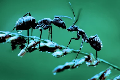 Ant Picture   Facts   Ant Desktop Wallpapers