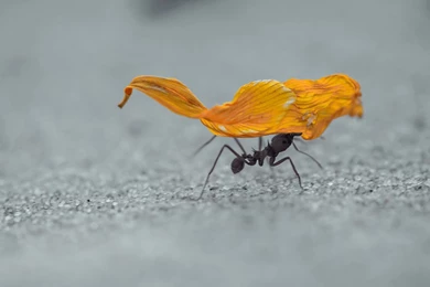 Amazing Ant Wallpapers, HD Wallpapers Downloads