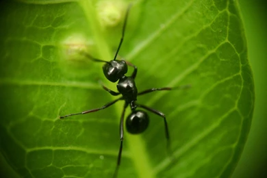 Black Ant   Wallpaper.