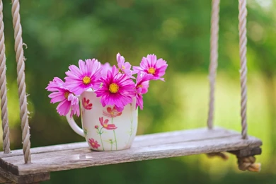 Cup Flower On Swing Wallpapers HD Download For Desktop
