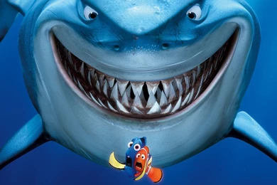 Finding Nemo Characters Bruce   Wallpaper.