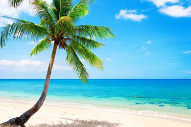 Lonely Palm Tree, Tropical, Beach, Coast, Sea Wallpapers ...