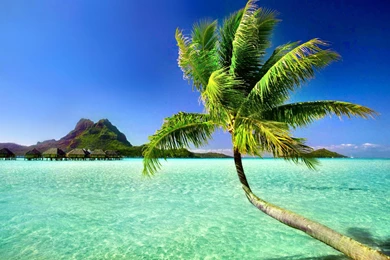 Palm Tree Beach Wallpapers   Wallpapers Cave