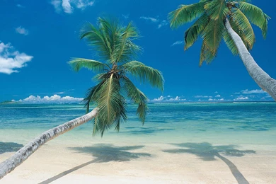 Beach Palm Trees Wallpapers   Free Beach Palm Trees Wallpapers ...
