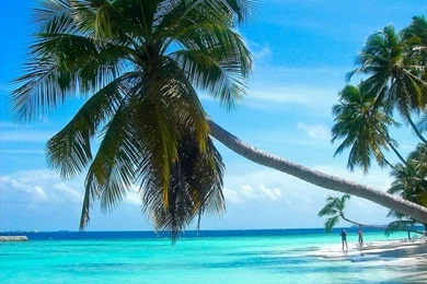 Palm Tree Wallpaper Backgrounds