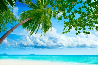 Download Wallpapers Beautiful Tropical, Beach, Palm Tree, Sea ...