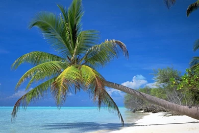 Palm Tree Pictures Wallpapers