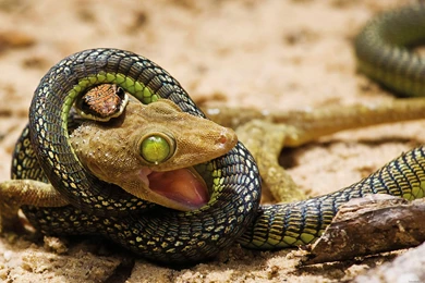 Hd Desktop Wallpapers Widescreen 1080p Wallpapers Wallpapers Full ...