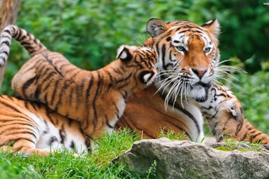Pictures Of Baby Tigers And Wallpapers Download