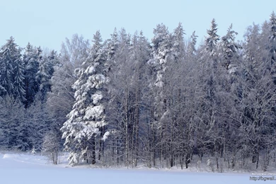 1920x1200 Wallpapers Winter Forest Scene Wallpaper Backgrounds