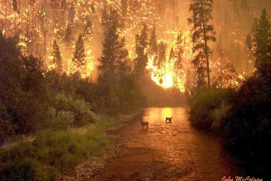 PC Wallpapers Live Photos: Nature Wallpapers