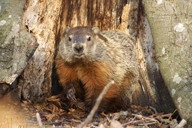 Groundhog Wallpapers Animals Town