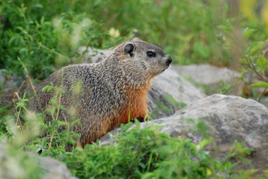 Groundhog Pictures Free JK9