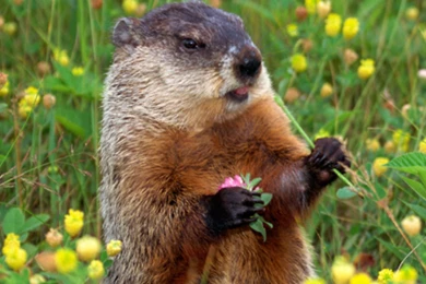3200x1800px Groundhog