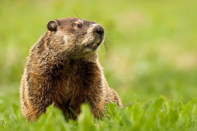 Groundhog Photos And Facts
