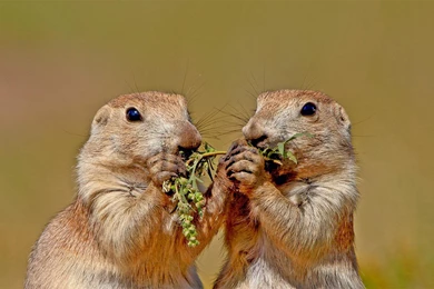 Animals, Groundhog Wallpapers HD / Desktop And Mobile Backgrounds