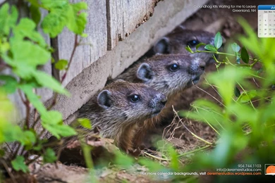 2014 07 July Wallpapers – Groundhog Kits Waiting For Me To Leave ...