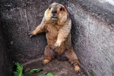 Animals With Catholic Captions   ATX Catholic