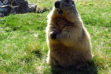 Groundhog Day 2009 By Momotte2 On DeviantArt