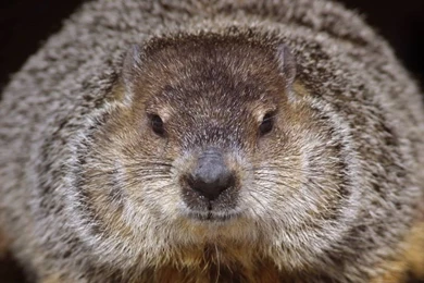 Bing Wallpapers Archive