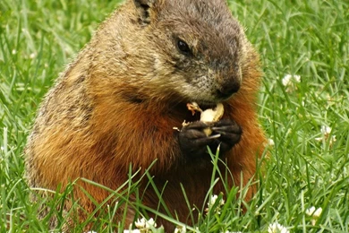 Rodents: Groundhog Animals Rodent Nature Wild HD Wallpapers For HD ...