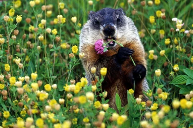Download Wallpapers Groundhog Eats Clover (2560 X 1600 Widescreen ...