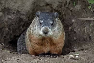 Eglinton Avenue West