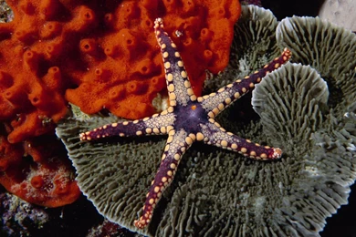 Desktop Wallpapers · Gallery · Animals · Starfish Coral Reef ...