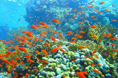 Coral Reefs For Wallpapers 10390 Pacify Mind