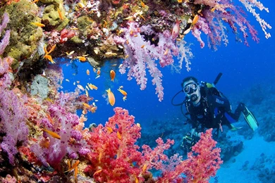 EXPLORING CORAL REEF WALLPAPER   (