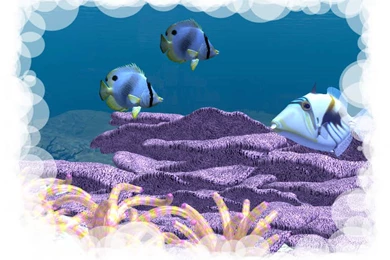 Coral Reef Desktop Wallpapers