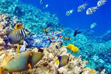 Wallpapers Hd Quality Underwater World Ocean Coral Reef Tropical ...