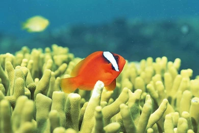 Download Wallpapers Coral Reef Teeming With Tropical Fish, Okinawa ...