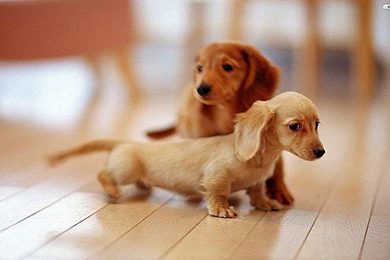 Lovely Puppies Hd Wallpapers