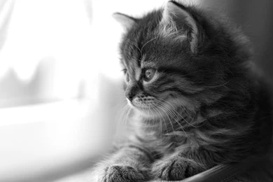 Cat Wallpapers