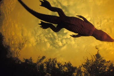 National Geographic Crocodiles Nature Prehistoric Underwater ...