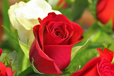 Flowers Beautiful Wallpapers Desktop