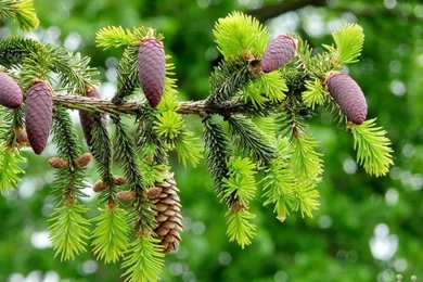 Beautiful Trees Wallpapers For Desktop