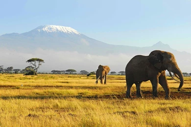 Elephant Mac Wildlife, Elephants, 2560x1440 HD Wallpapers And FREE ...