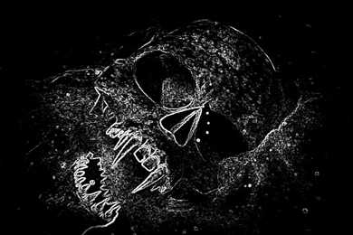 Wallpapers Skeleton Rock Evil Skull Graphics Code Comments ...