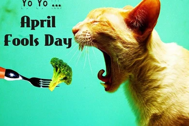 April Fool Day Wallpapers ~ Toptenpack.com