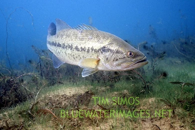 Bass Fishing Wallpapers