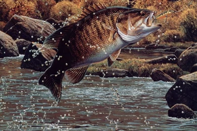 Dan's Fishin Hole   Desktop Themes Home Page