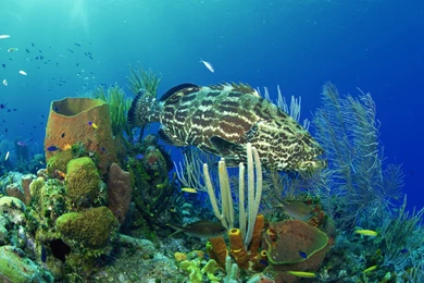 Desktop Wallpapers · Gallery · Animals · Bass Fish   Underwater ...