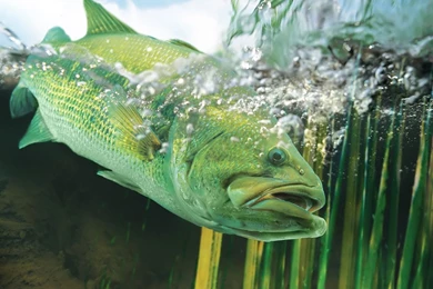 River Fish Desktop Wallpapers