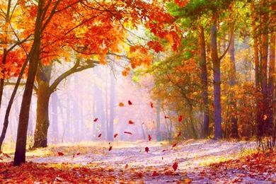 Autumn Wallpapers High Quality C2Y » WALLPAPERUN.COM